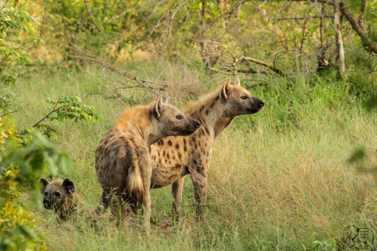 Hyenas destroy crops, irrigation equipment in Katete District