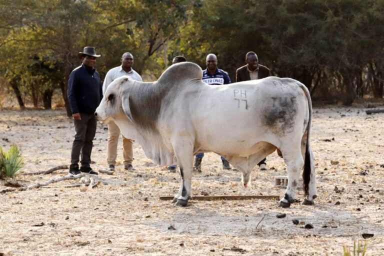 President Hichilema speaks against cattle rustlers