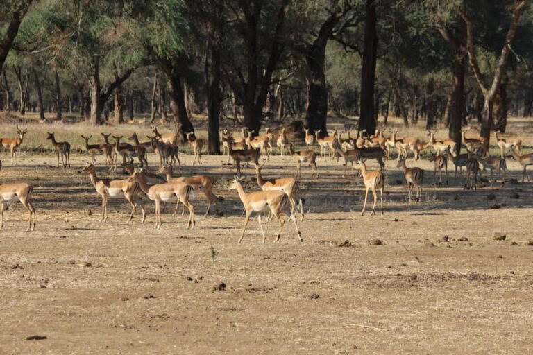 BirdLife welcomes cancellation of mining project in Zambia’s Lower Zambezi National Park