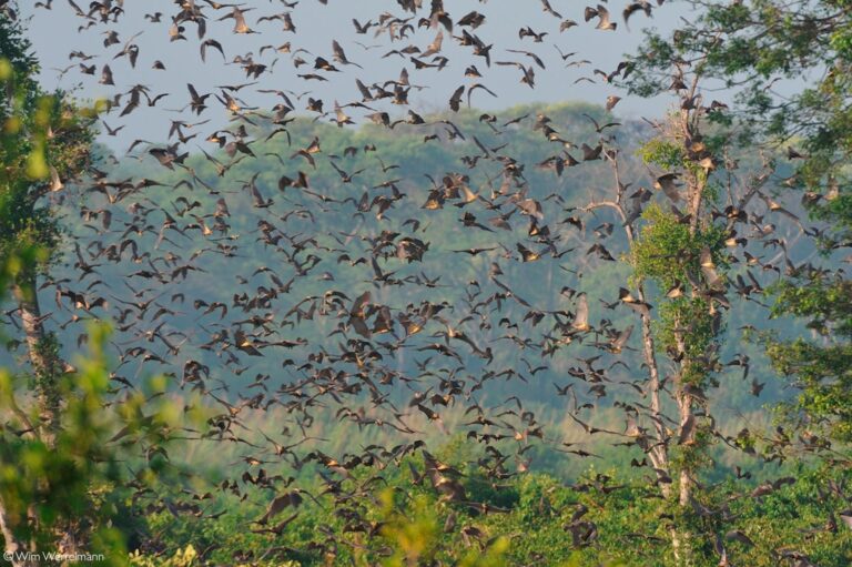 Kasama Residents Urged to Embrace Migratory Bats in Northern Zambia