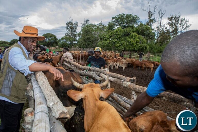 President Hichilema Leads Animal Vaccination at Choma Ranch