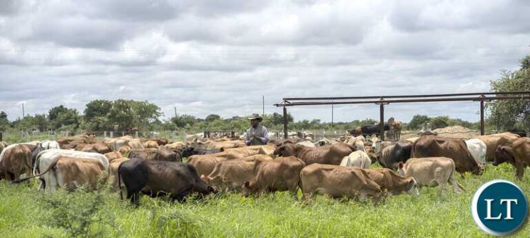Bally, the Bweengwa Herder Who Became the 7th President of Zambia
