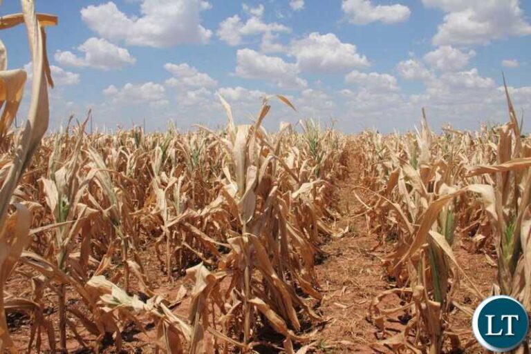 Policy Failure caused Zambia’s Food Crisis