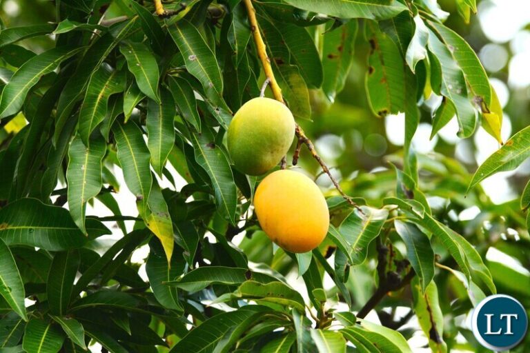 Falling Mangoes in American Elections