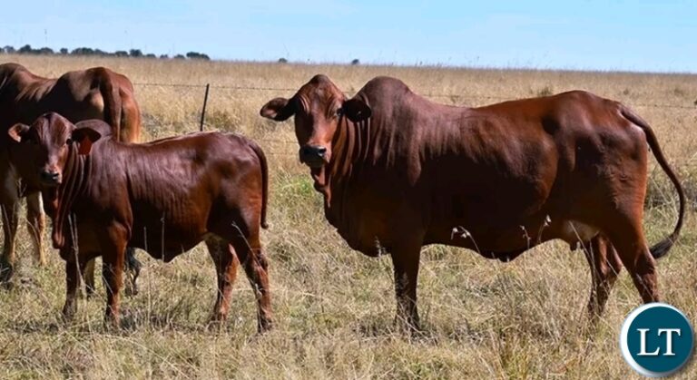 Addressing The Threat Of Mimosa Pigra In The Kafue Plains And General Livestock Production in Zambia