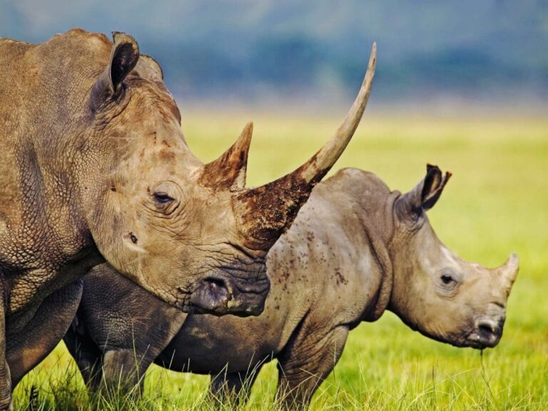 Zambia’s Stand Against Trophy Hunting Bans: Insights from CBNRM