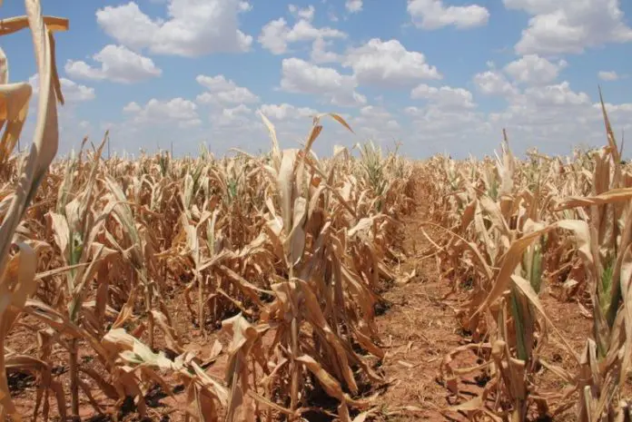 Lusangazi dry spell impacting maize fields