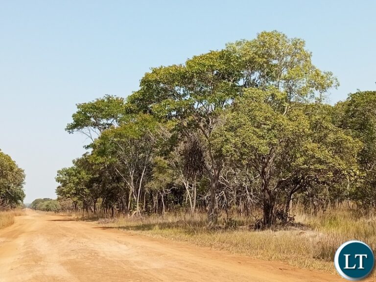 Linking Zambia’s Climate Change Act, Forest Act, and Carbon Stock Regulations for Effective Carbon Trading