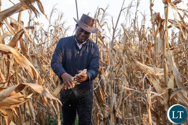 President Hichilema Launches Maize Harvest, Champions Food Security in Namwala