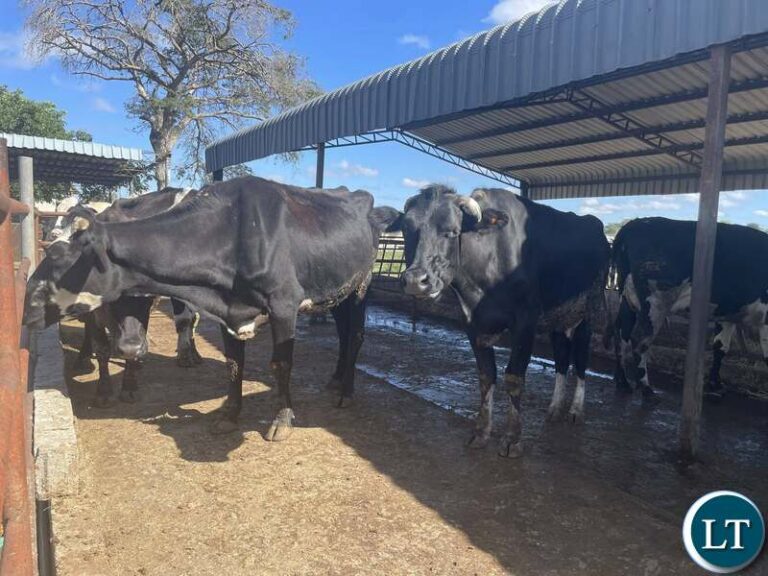 Government Boosting Smallholder Livestock Investment – Kapala