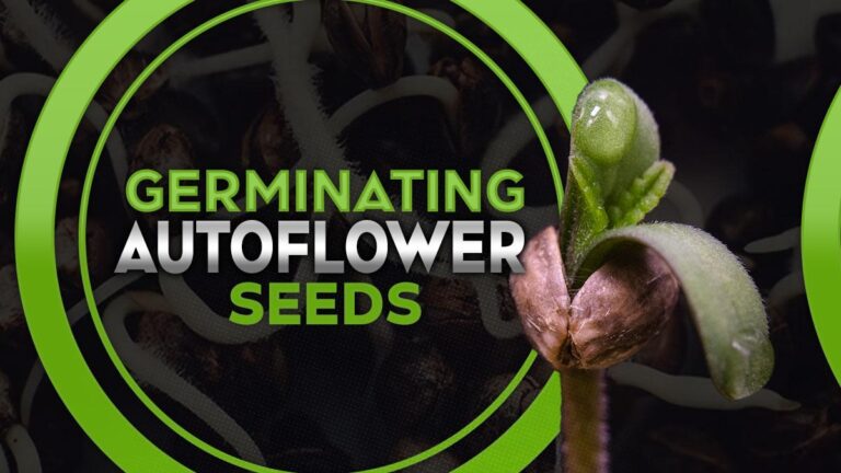 How to Germinate Autoflower Seeds for a Strong Start