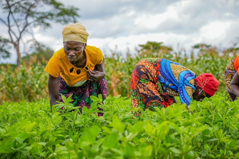 Over twenty-five thousand farmers to benefit from FSP