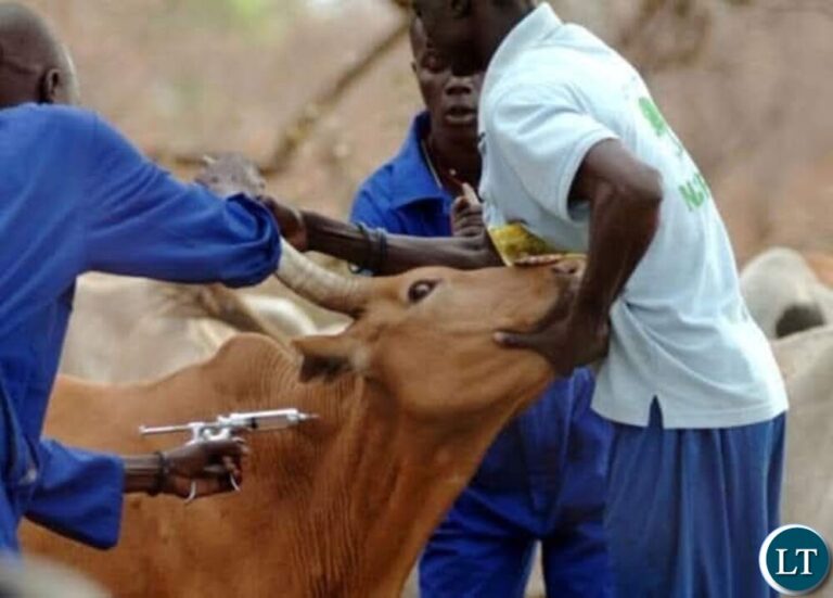 Mambwe set to vaccinate 10,000 cattle against FMD