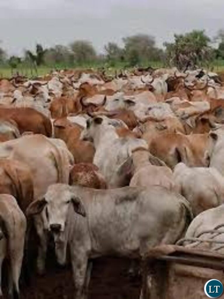 18 Kabwe Cattle Herders Face Court Over Fence Damage
