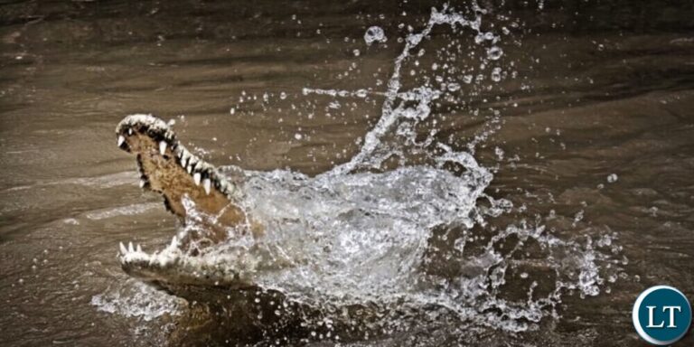 Man killed in Crocodile attack on Lake Kariba