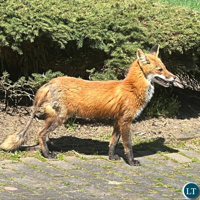 Two-year-old attacked by suspected rabid Fox in Mkushi