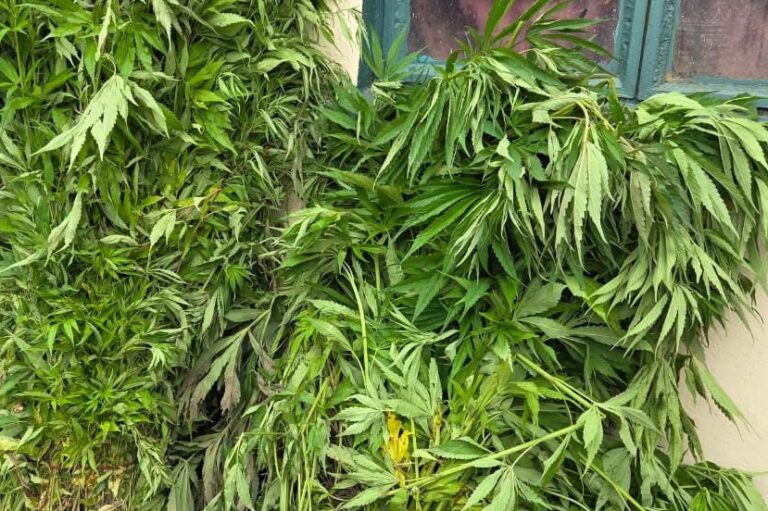 Drug Enforcement Commission Arrests Six Suspects, Seizes Over 1,000kg of Cannabis