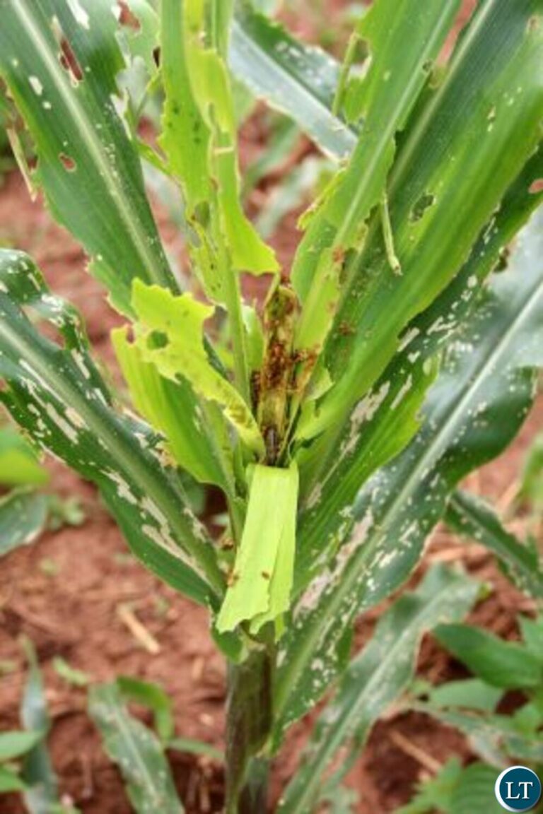 Fall Armyworms destroy 1,394 hectares Isoka crops