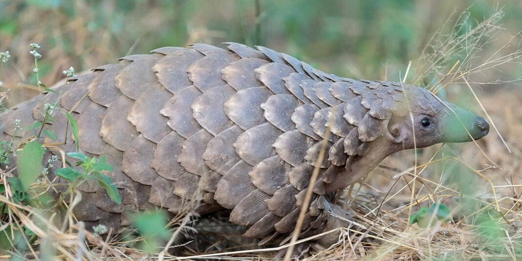 Government warns against engaging in illegal trade of pangolins