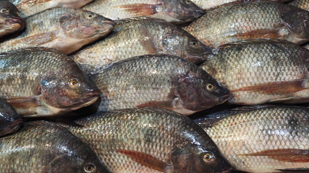 Zimba farmers embrace fish farming for Income