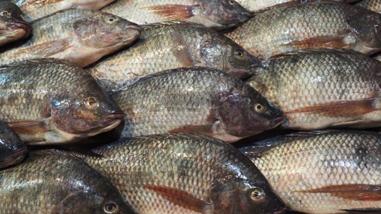 Zimba farmers embrace fish farming for Income