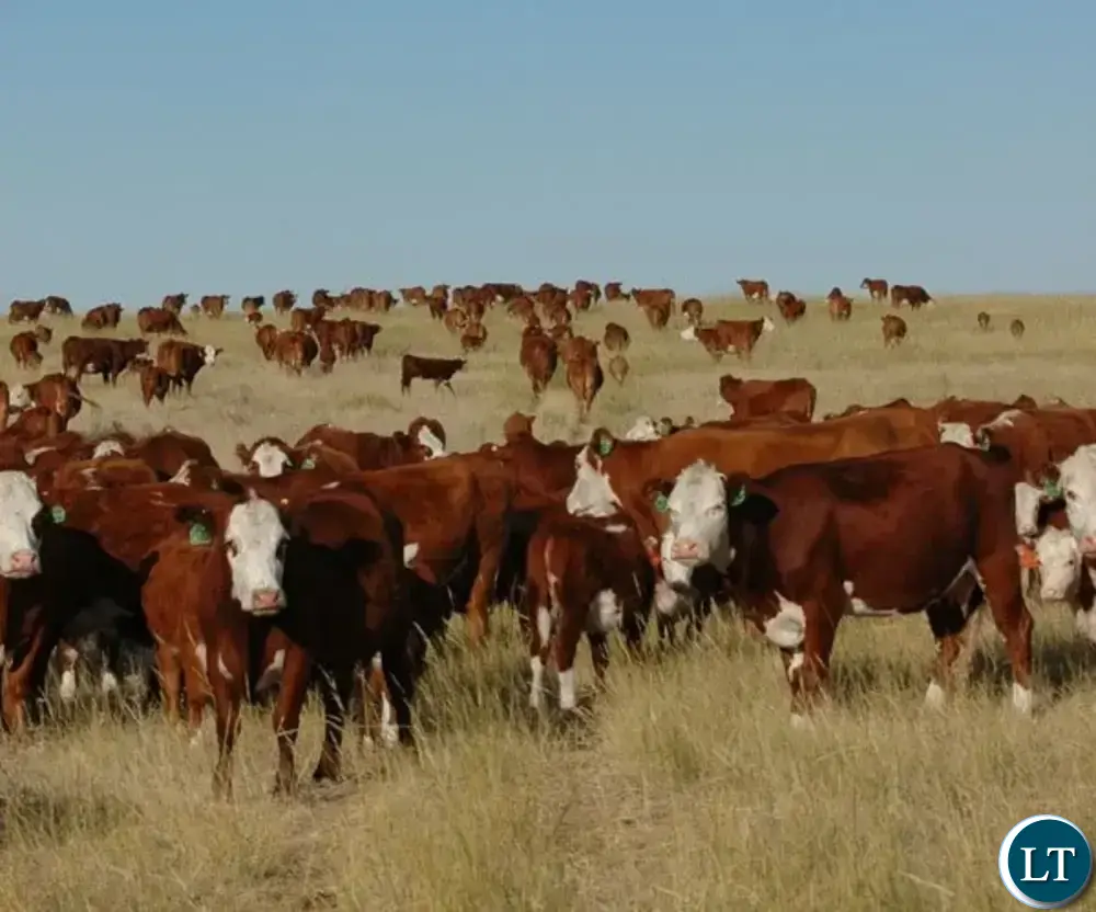 22,000 cattle vaccinated against CBPP in Northern Province
