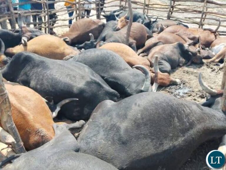Lightning Strike Kills 11 Animals in Nyimba