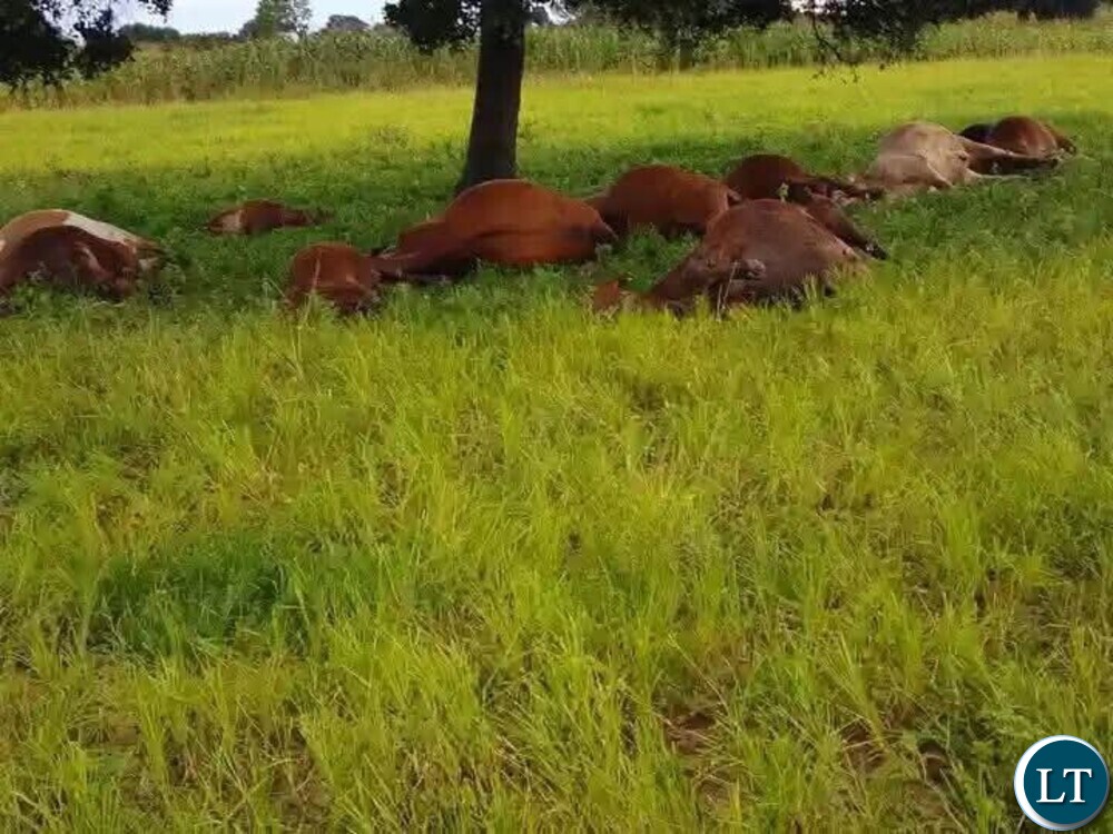 ‎ Lightning strike kills 13 cattle during heavy rains in Zimba