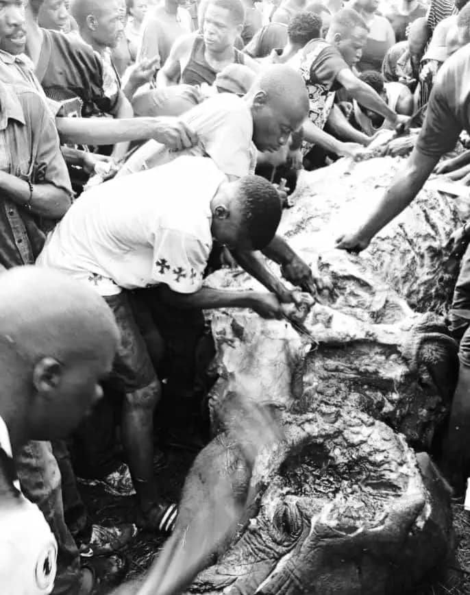 Residents Clash with Police Over Elephant Carcass in Livingstone