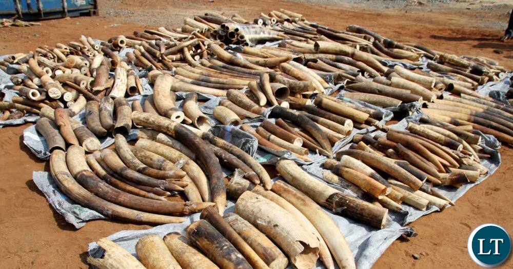 Lusaka court denies bail to six in K2.6 million ivory trafficking case