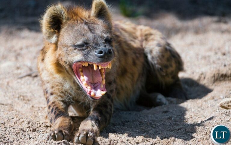 Young Girl Dies After Hyena Attack in Eastern Province