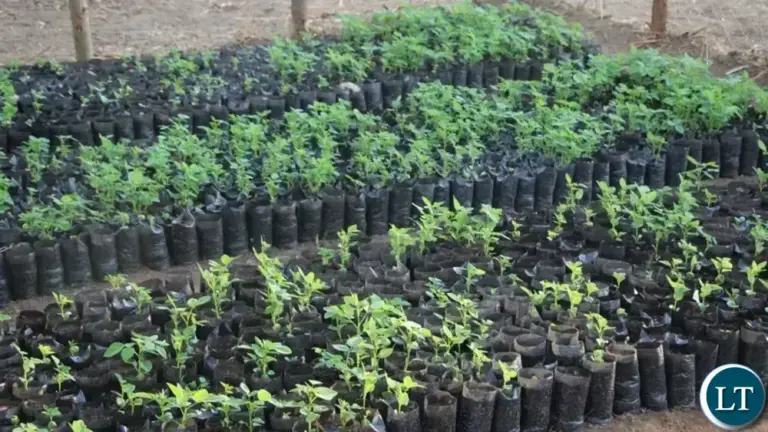 Agroforestry knowledge key to climate resilience-RCJ