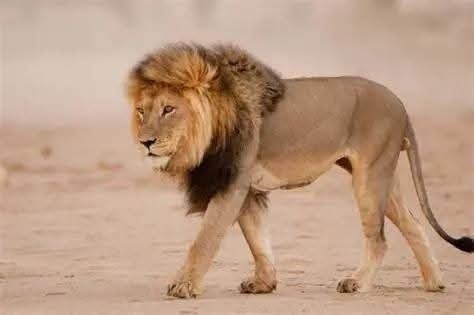 DNPW INTENSIFIES OPERATIONS FOLLOWING LION ATTACKS IN MBALA, ITEZHI-TEZHI