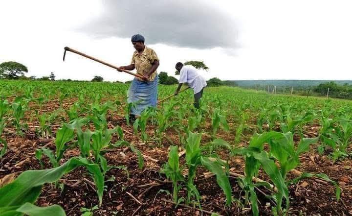 Lusangazi DC calls for increased investment in agriculture