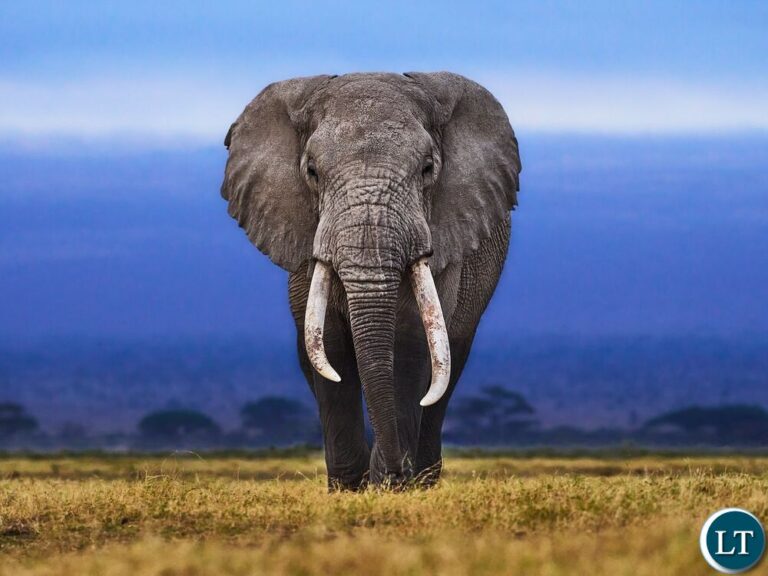 Man killed by elephant in Mukuni area