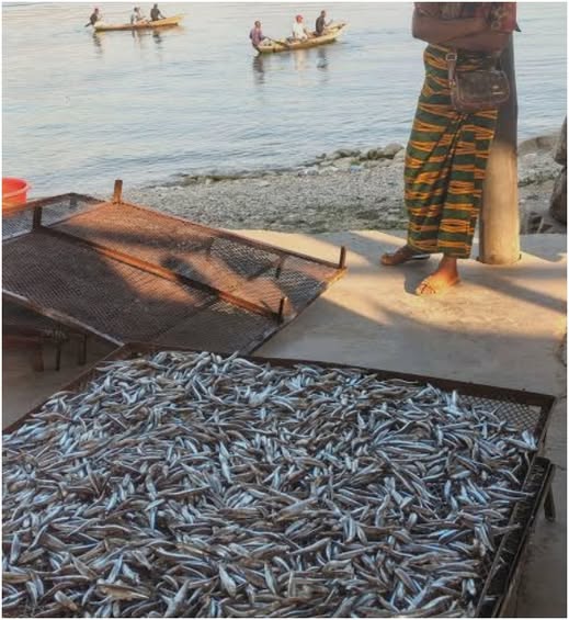 Nine arrested for fish trading in Mpulungu during fishing ban