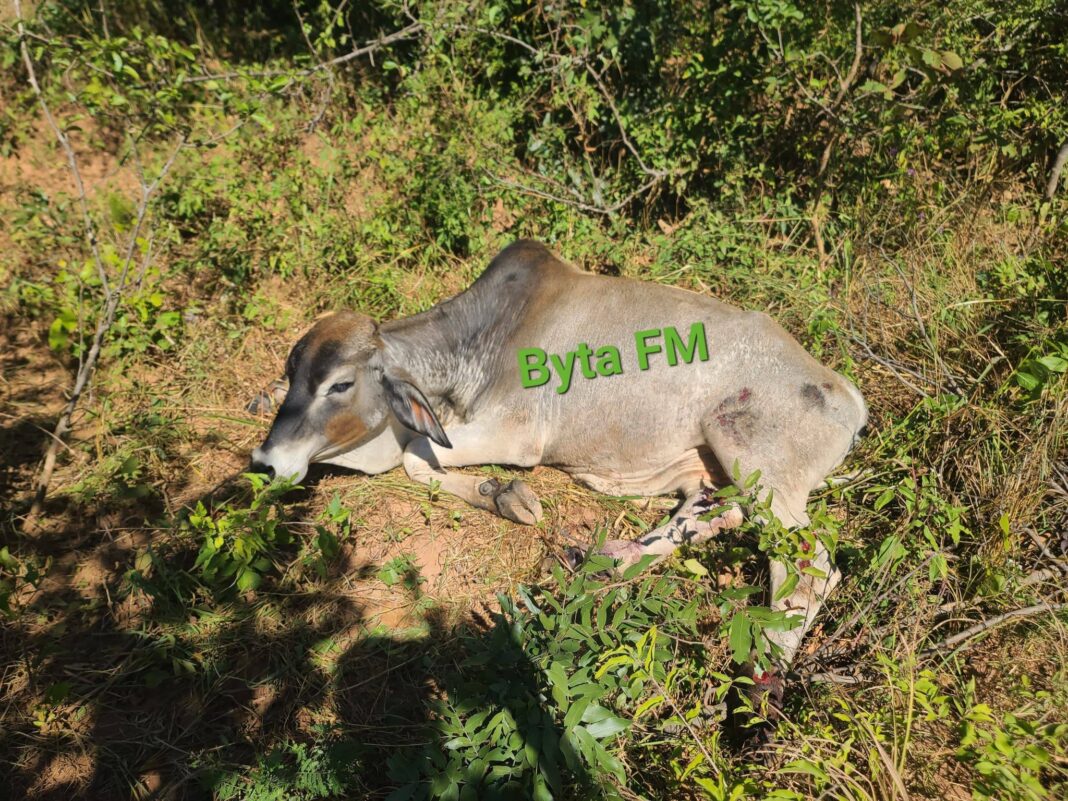 Truck Crash Kills Ten Cattle in Monze