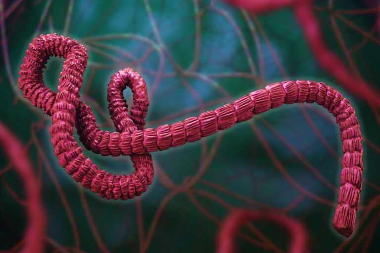 Zambia Activates Ebola Response Centres Following DRC Outbreak