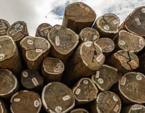 Chilanga forestry revenue hits K72,120 in May