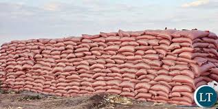 Office of the President to harvest 700 bags of maize