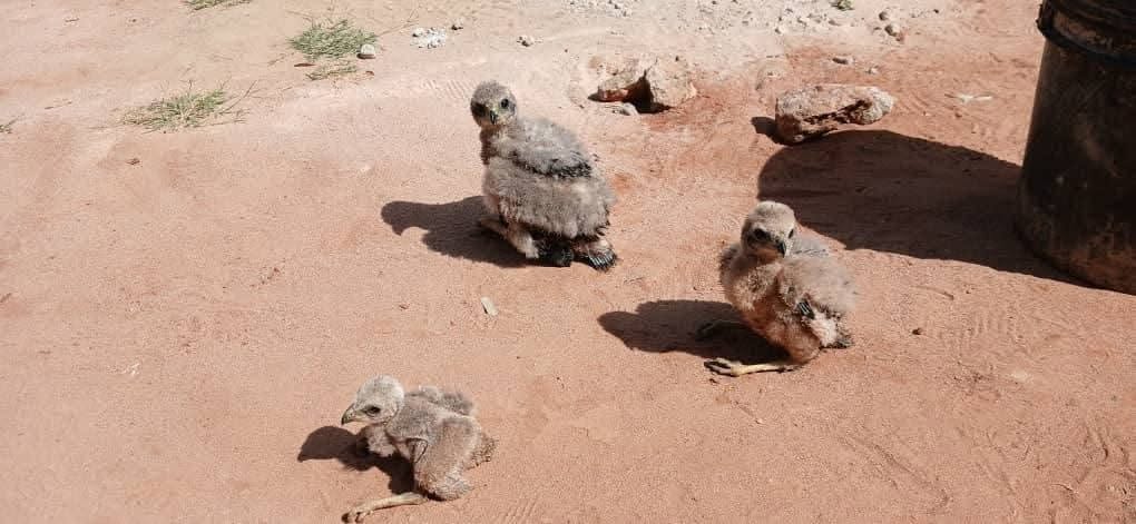 Police recovers 3 wild birds from Mbala man