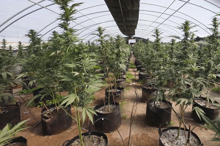 12 caged for marijuana trafficking