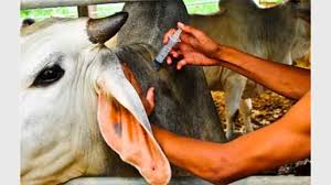 Chilanga vaccinates 961 cattle against lumpy skin disease